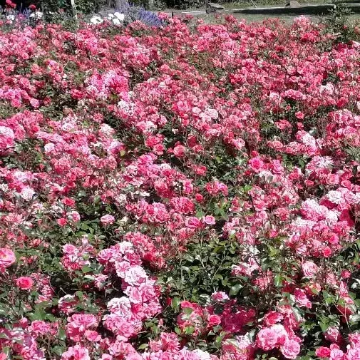 Gartenimpression von @landschaftsbauriccopastowski