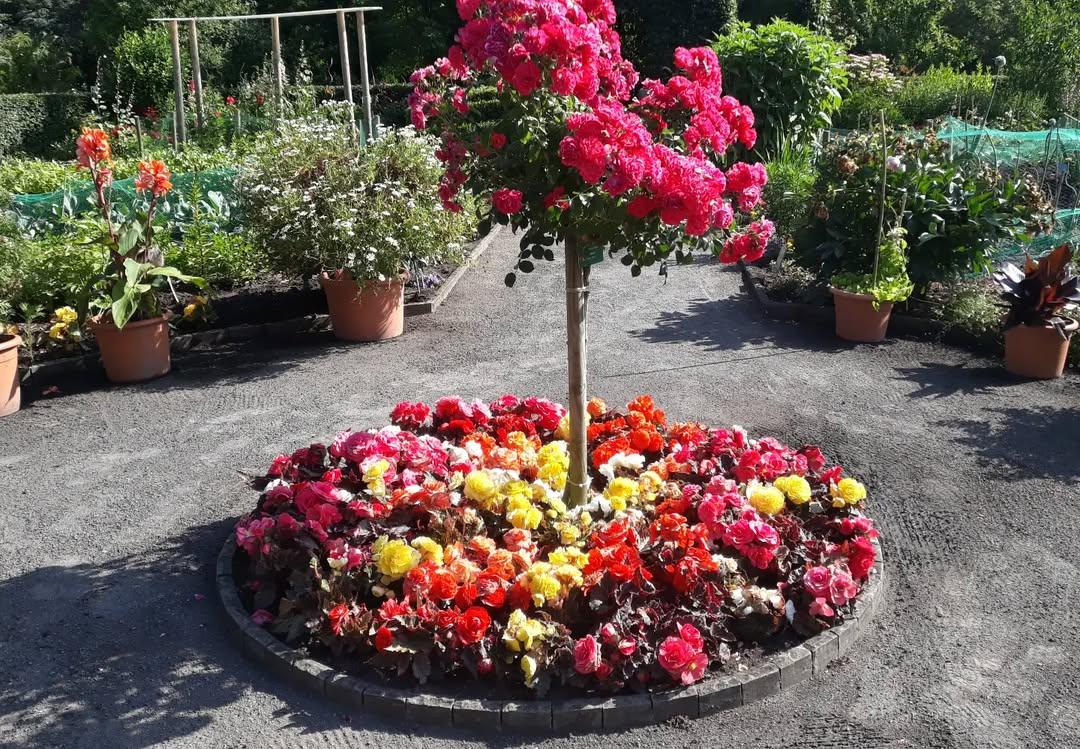 Rundbeet mit rot-gelb blühenden Rosen und einem Rosenstämmchen in der Mitte