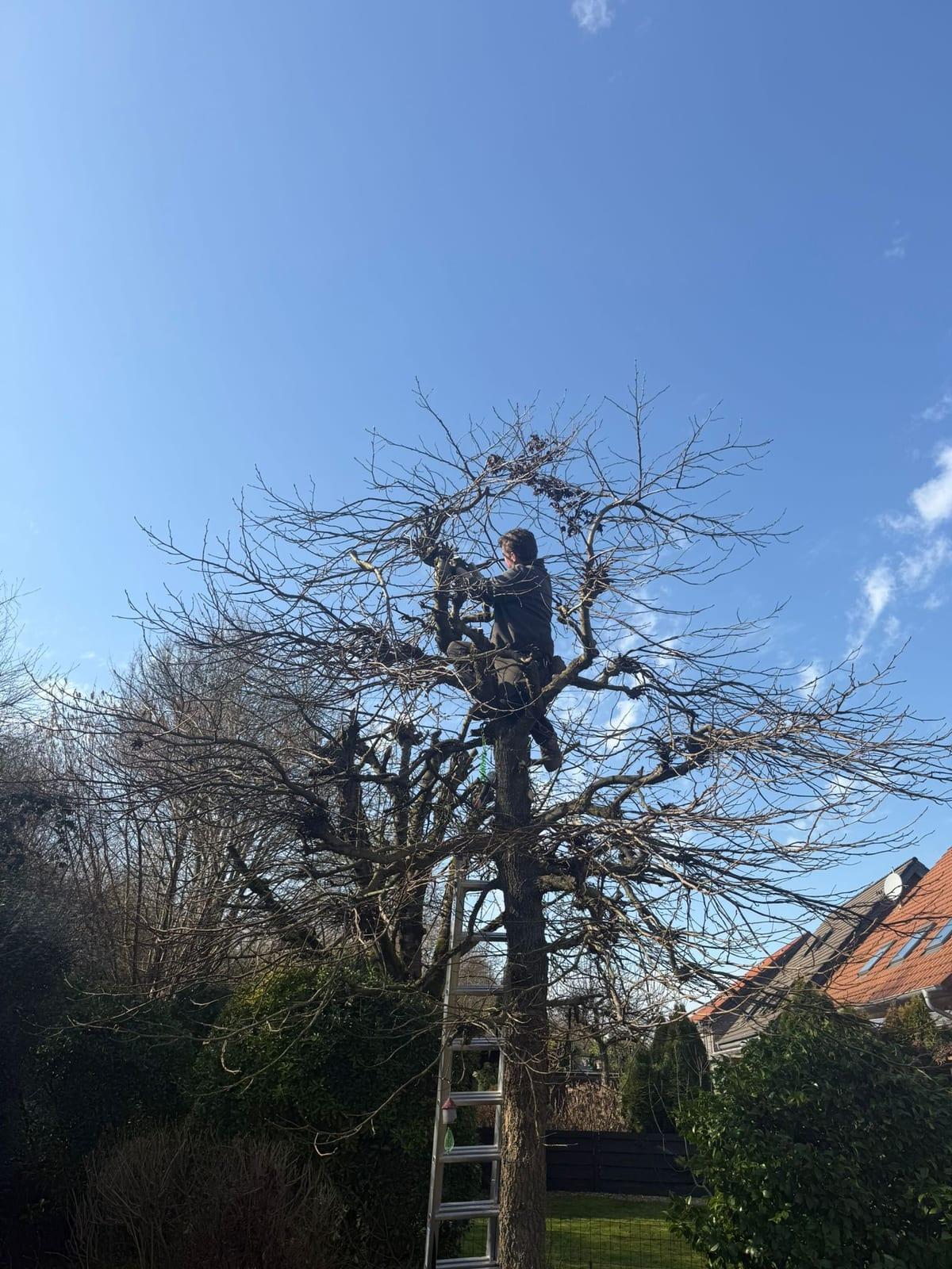 Mitarbeiter von RICCO PASTOWSKI beim Kronenschnitt hoch oben in einer Baumkrone